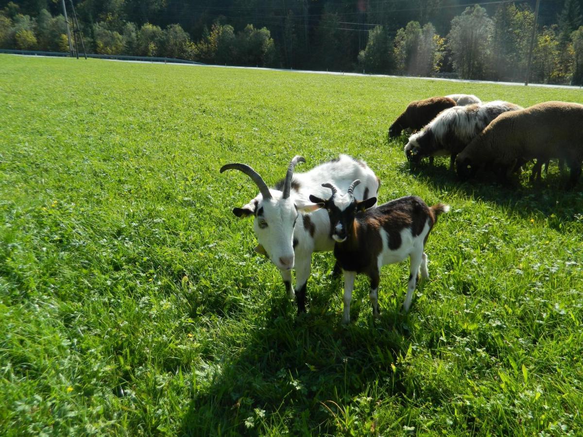 Reiters-Ferienhaus Russbach am Pass Gschütt Dış mekan fotoğraf