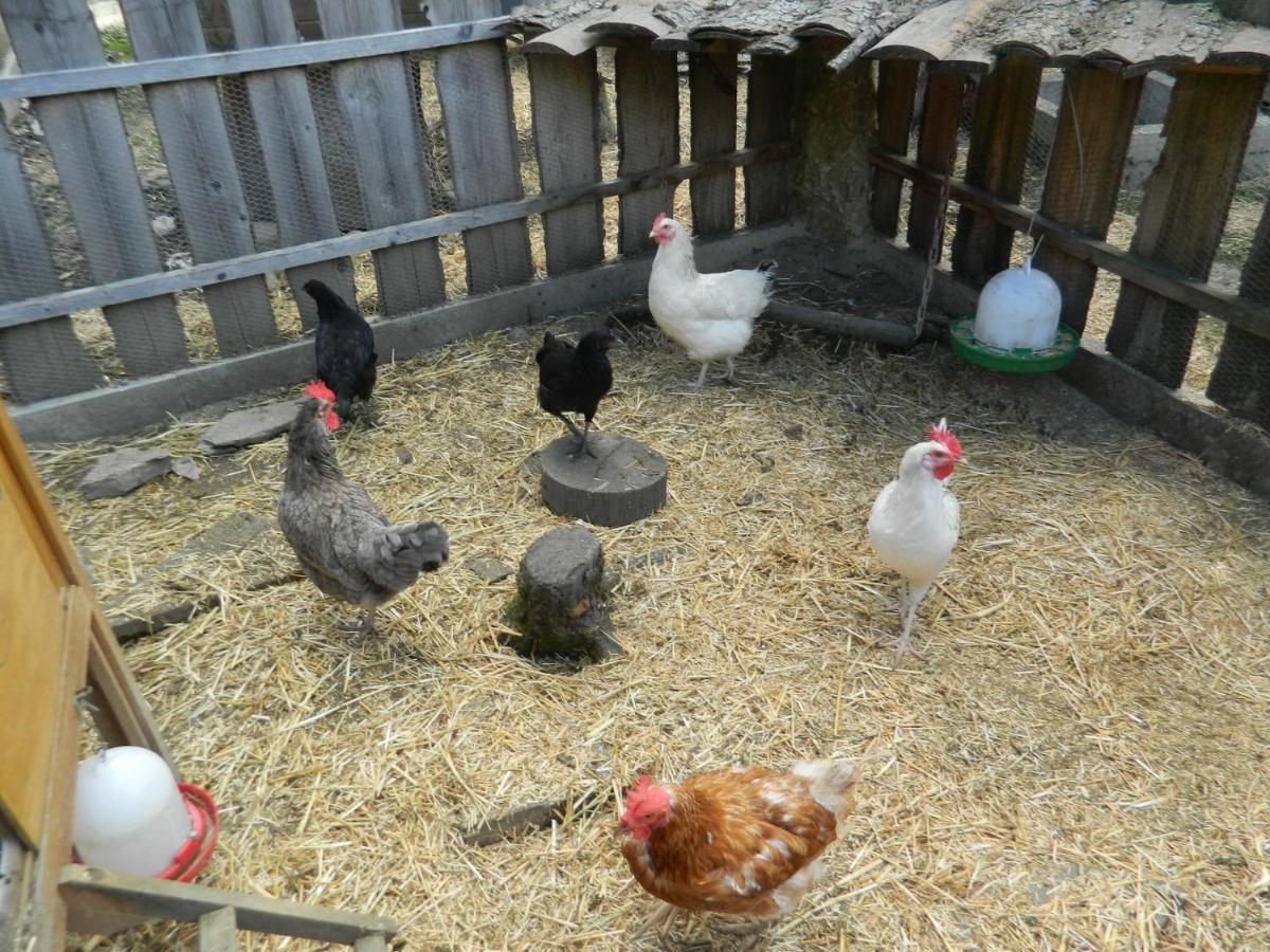 Reiters-Ferienhaus Russbach am Pass Gschütt Dış mekan fotoğraf