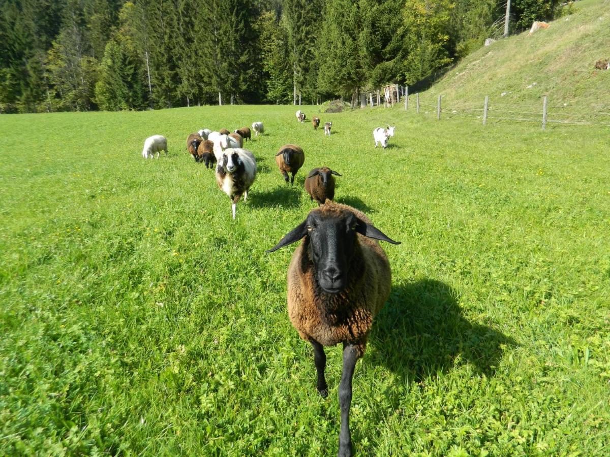 Reiters-Ferienhaus Russbach am Pass Gschütt Dış mekan fotoğraf