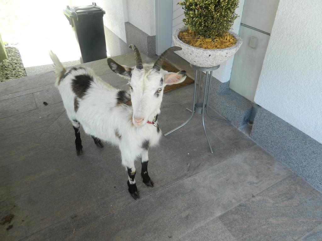 Reiters-Ferienhaus Russbach am Pass Gschütt Dış mekan fotoğraf